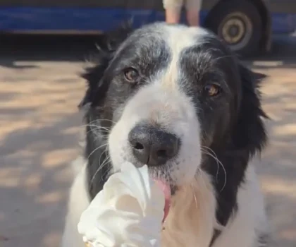 dog and icecream